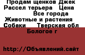 Продам щенков Джек Рассел терьера › Цена ­ 25 000 - Все города Животные и растения » Собаки   . Тверская обл.,Бологое г.